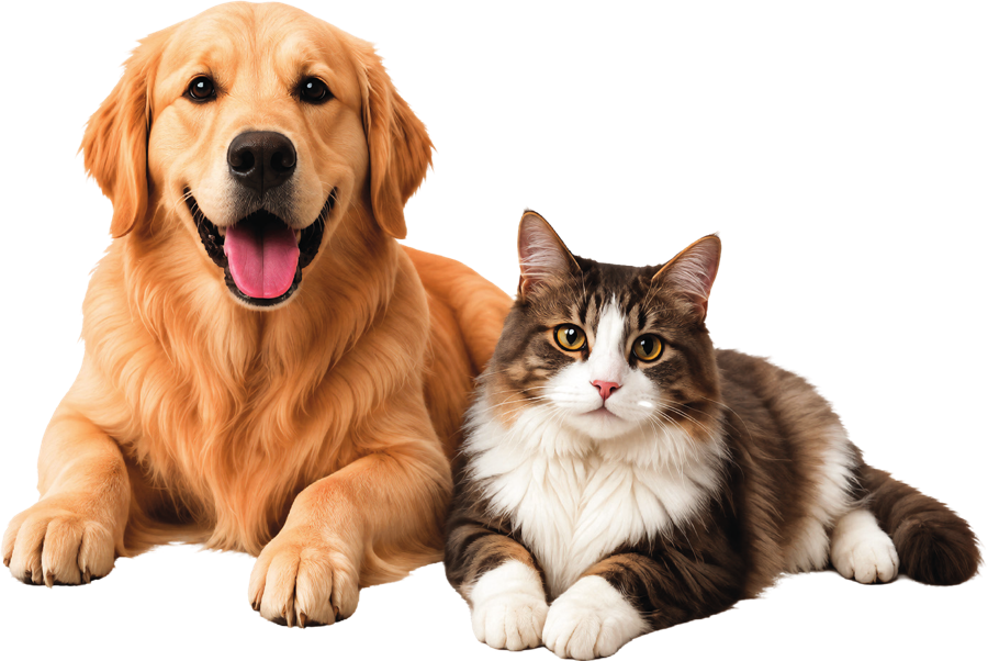 Happy dog and cat with clean paws